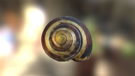Maybe you would like to learn more about one of these? Snail shell scan to use with Unreal Engine 4. Free for non ...