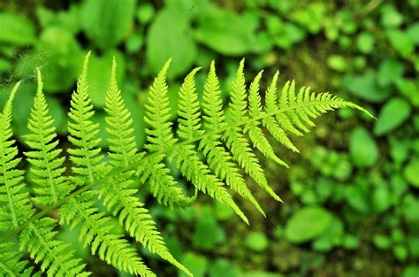 Non - Flowering Plants Are All Around Us - Some Examples ...