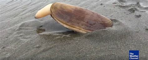 Heres The Science Behind That Bizarre Viral Video Of A Burrowing Clam
