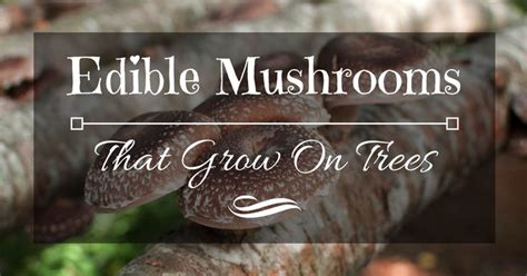 Edible Mushrooms That Grow On Trees 6 Bizarre And