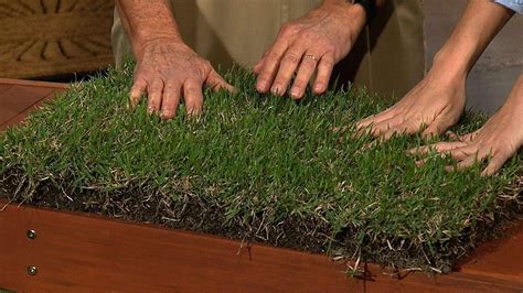 Known for its ability to retain water and resist. Zoysia vs Bermuda Grass: Which is The Best for Your Lawn?