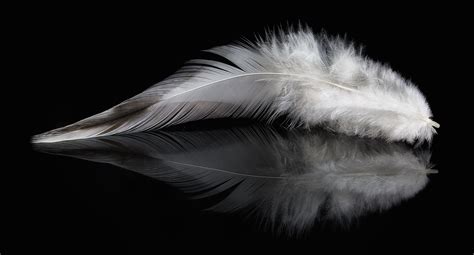 Feathers Wallpaper 19 - [5432x2923]