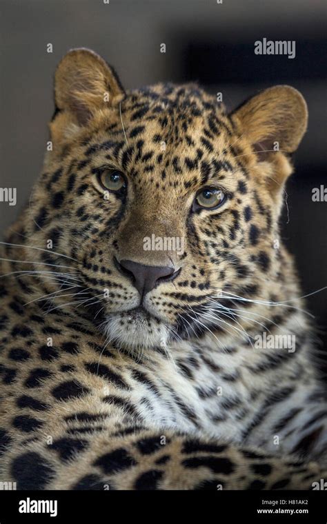 Amur Leopard Panthera Pardus Orientalis Sub Adult Native To Russia