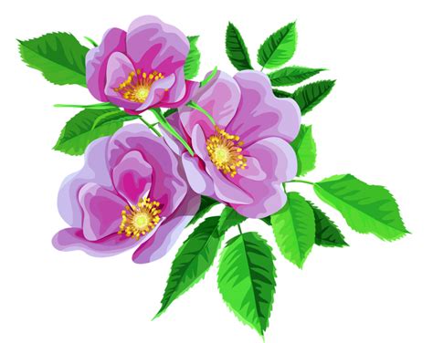 Transparent background rose png transparent image for free, transparent background rose clipart picture with no background high quality, search download the transparent background rose png images background image and use it as your wallpaper, poster and banner design. ROSE BOUQUET CLİPART TRANSPARENT | Joy Design Studio