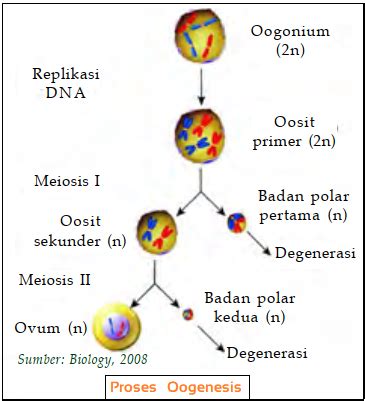 gametogenesis gambar proses spermatogenesis  pria oogenesis