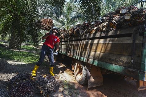 Bekerja dalam sektor yang dibenarkan iaitu perkilangan, pembinaan, pertanian, perladangan dan perkhidmatan; Industri perladangan ditimpa masalah pembekuan pengambilan ...