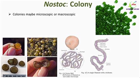 Morphology Of Nostoc With Diagram Algae