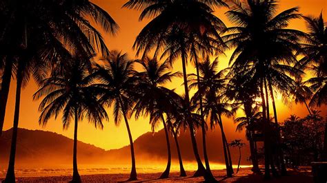 Palm Beach Wallpapers Top Free Palm Beach Backgrounds Wallpaperaccess