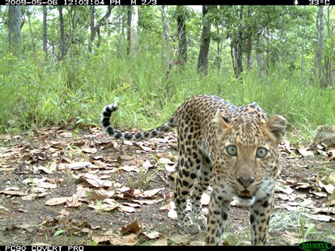 Indochinese Leopard Poached To Near Extinction Wwf