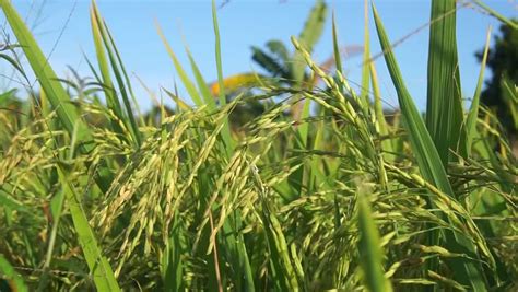 Rice Tree Paddy Field Stock Footage Video 100 Royalty Free 22909273