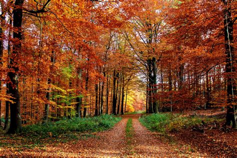 Autumn Forest Image Id 214328 Image Abyss