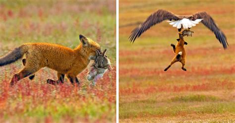 Attaque De Renard En Plein Jour - Cette bataille épique entre un renard et un pygargue pour un lapin s
