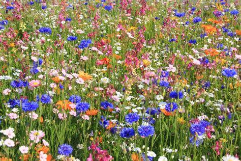 Beautiful Wildflower Meadow With Different Flowers Stock Photo Image
