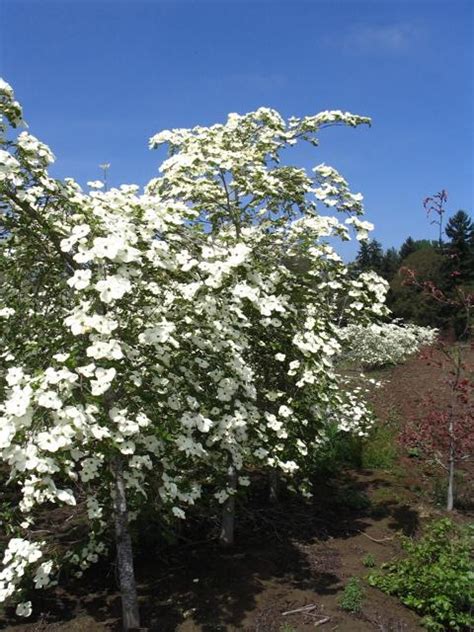 The flowers are yellow, very small, and clustered into inflorescences that are surrounded by 4 large white (pink) bracts. Cornus x Eddies White Wonder - The Site Gardener