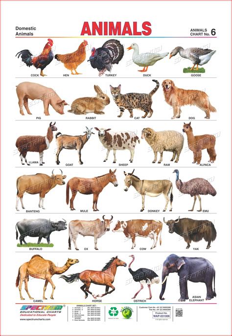 Africa is home to the largest land animal (african elephant) and the tallest animal (giraffe) in the world. Buy Two In One Educational Wall Chart Domestic Animals ...
