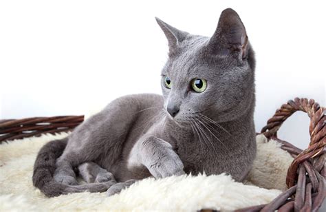 8 Popular Cat Breeds Native To Russia Russia Beyond