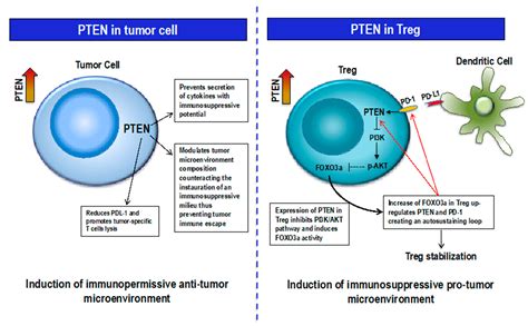 Cancers Free Full Text Revising Pten In The Era Of Immunotherapy