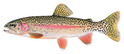 The name of the genus is derived from the greek ὄγκος (ónkos, lump, bend) + ῥύγχος. BOLD: "In Our Home Waters" | Pacific Science Center