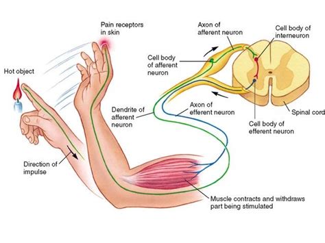 Lengkung refleks ( reflex arc) lengkung refleks merupakan jalur yang dilalui proses reflex/ gerak refleks. Makalah Lengkung Refleks / Lengkung Refleks - Kumpulan ...