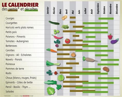 Jardinage Quand Planter Tomates Haricots Ou Radis Dans Son Potager