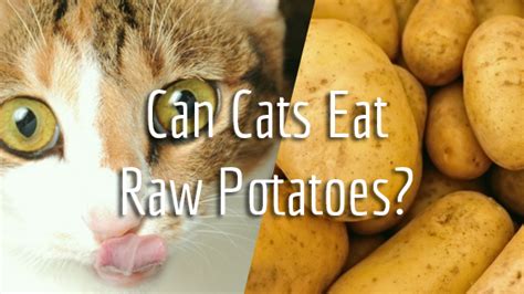 Does your feline friend need it? can cats eat raw potatoes | Pet Consider