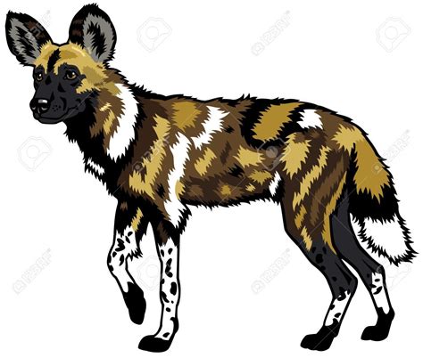 African Wild Doglycaon Pictusanimal Of Africaside View Picture