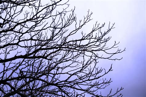 Dry Branches And Subtle Lavender Sky Free Stock Photo Public Domain