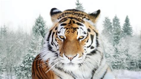 Amur Tiger Siberian Tiger Hd Desktop Wallpaper