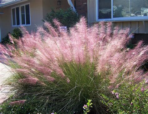 Instructional video on how to plant an ornamental grass. Try A Container Of Ornamental Grasses