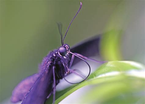 The Gray Gallery Nature Through The Lens Butterfly Proboscis Macro