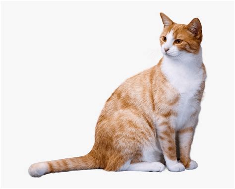 The orange tabby will typically present with 1 of 4 different types of coat patterns. Transparent Orange Tabby Cat Clipart - Transparent ...