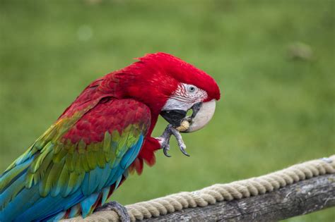 Free Images Parrot Tropical Bird Macaw Colorful Wing Color