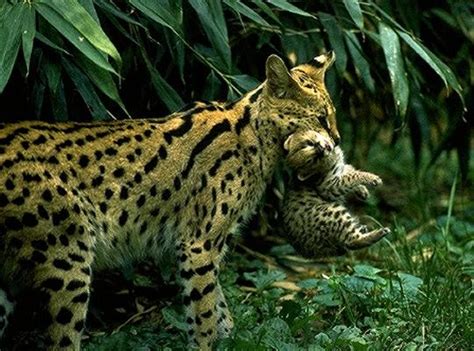 Definition from wiktionary, the free dictionary. Serval Felis serval - Tierenzyklopaedie.de