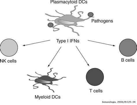 Biological Aspects Of Human Plasmacytoid Dendritic Cells And Their