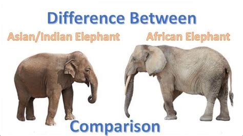 Elephant Information Facts Pictures Video Learn More Big Info
