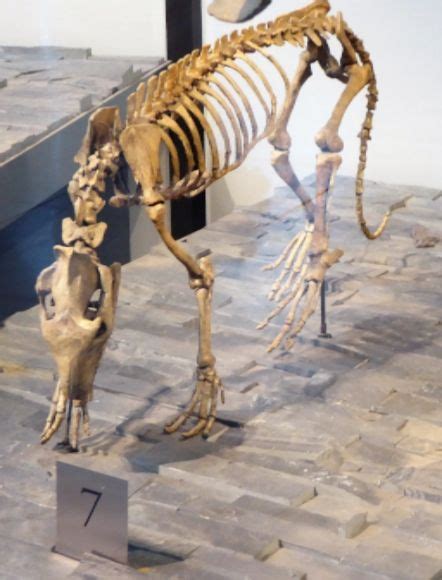 Paleontology 101 The Age Of Mammals Photo Diary