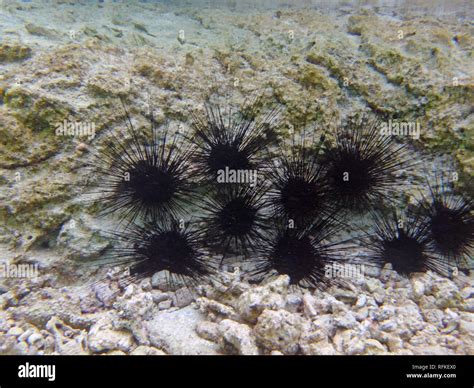 Urchin Spiky Stock Photos And Urchin Spiky Stock Images Alamy