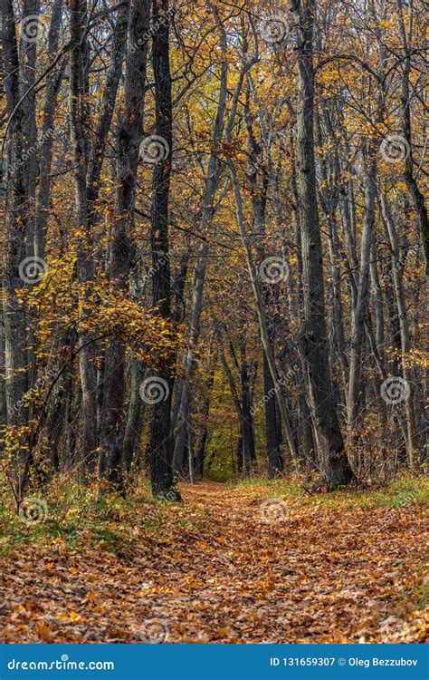 The Path In The Autumn Forest Covered With Fallen Leaves Stock Image