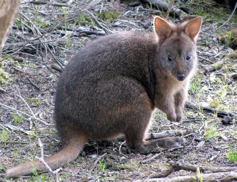 Aussie Mammal Mugshots The Seeker Magi Nams