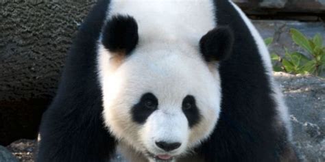 Giant Panda ‘fakes Pregnancy For Extra Treats