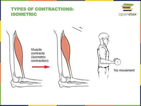 Muscle physiology Part 2 - YouTube