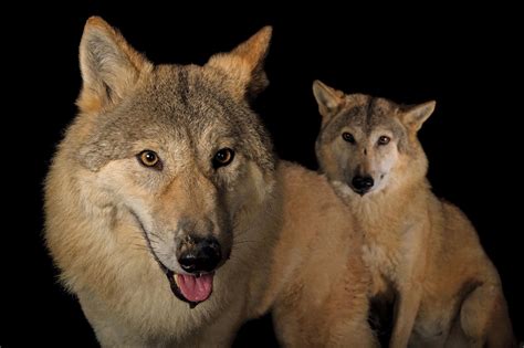 41 Fotos de Lobos