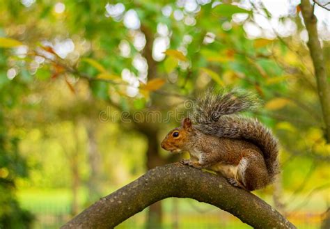 Brown Squirrel On A Tree Branch In An Autumn Park Stock Image Image