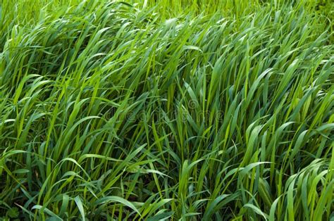 Tall Bright Lush Green Grass Grass Texture Stock Image Image Of Texture Cover 200449107