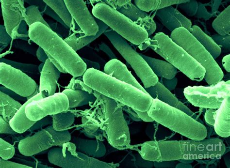 Bacillus Thuringiensis Bacteria Photograph By Scimat