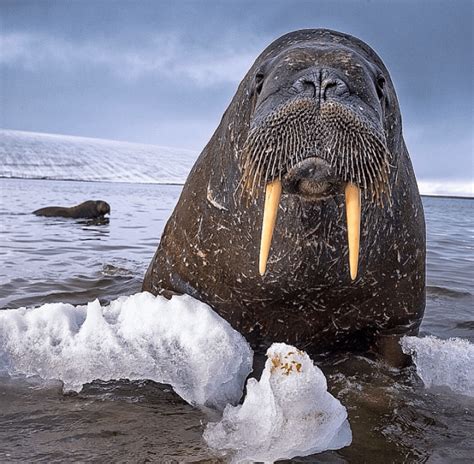 A Walrus Courtesy Of National Geographic Rpics