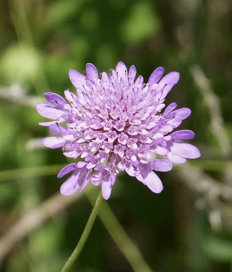 Scabiosa Plant Growing And Care Guide For Gardeners