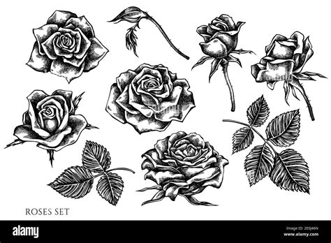 Vector Set Of Hand Drawn Black And White Roses Stock Vector Image And Art