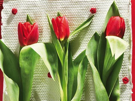 Flowers Tulips To Lie Down Lie Beauty Three Hd Wallpaper Pxfuel