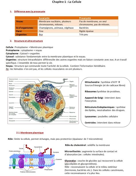Bio Bio Cellulaire